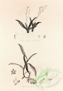 florida_orchids-00038 - sarcanthus rostratus, ionopsis utricularioides