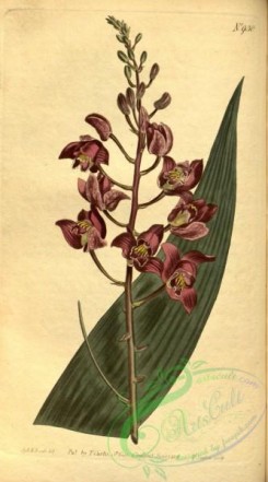 florida_orchids-00065 - Eulophia alta (= Limodorum altum) - Curtis v. 23-24 pl 930