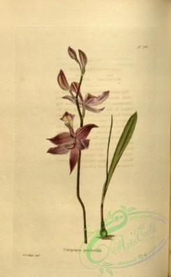 florida_orchids-00146 - calopogon pulchellus