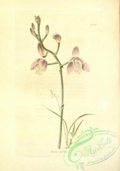 florida_orchids-00173 - bletia pallida