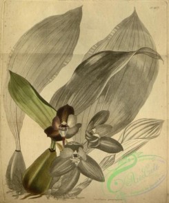 florida_orchids-00205 - maxillaria atropurpurea