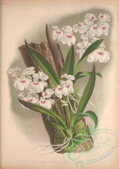 florida_orchids-00256 - ionopsis paniculata maxima
