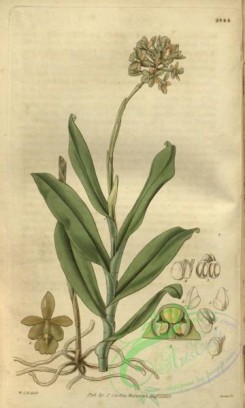 florida_orchids-00286 - Epidendrum anceps (as E. fuscatum) - Curtis' vol. 55 tab 2844 (1828)