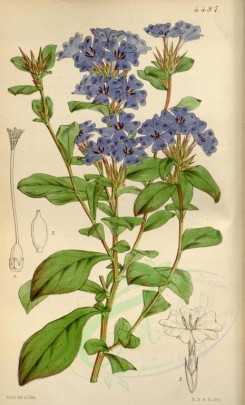 flowers-05602 - 4487-valoradia plumbaginoides, Leadwort-like Valoradia [2112x3482]