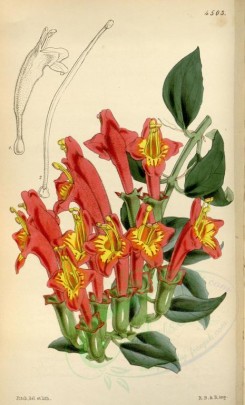 flowers-05618 - 4503-aeschinanthus javanicus, Java Aeschinanthus [2110x3482]