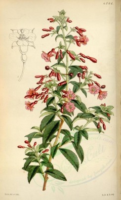 flowers-05621 - 4506-fuchsia bacillaris, Red-branched Fuchsia [2110x3482]