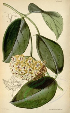 flowers-05633 - 4518-hoya coriacea, Coriaceous-leaved Hoya [2166x3482]