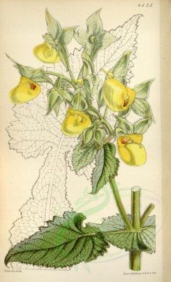 flowers-05640 - 4525-calceolaria pavonii, Pavon's Slipperwort [2119x3482]