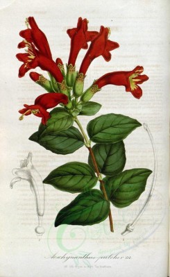flowers-10177 - aeschynanthus pulcher [2281x3705]