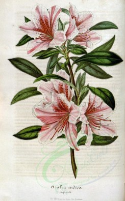 flowers-10184 - azalea indica [2255x3632]