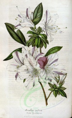 flowers-10185 - azalea indica, 2 [2255x3674]