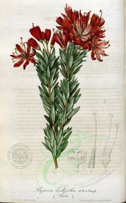 flowers-10188 - bejaria ledifolia [2298x3705]