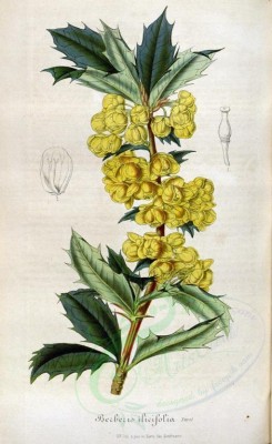 flowers-10189 - berberis ilicifolia [2246x3663]