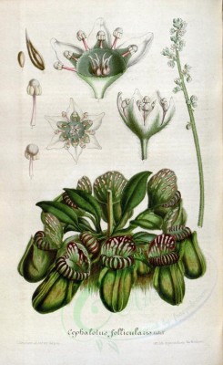 flowers-10202 - cephalotus follicularis, 2 [2245x3665]