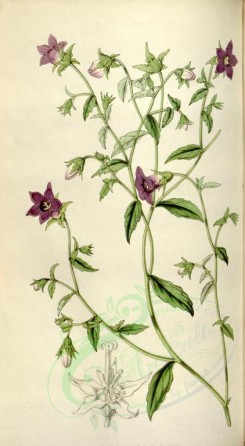 flowers-10755 - campanula colorata [1984x3605]