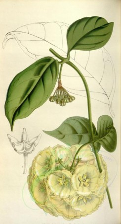 flowers-10767 - cystidianthus campanulatus [1981x3648]