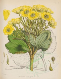flowers-16659 - ranunculus insignis [2599x3353]