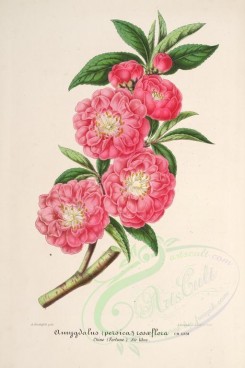 flowers-24671 - amygdalus rosaeflora [3702x5561]