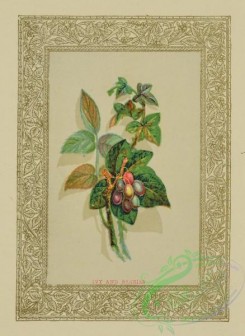 flowers-35928 - 004-Ivy, Berries