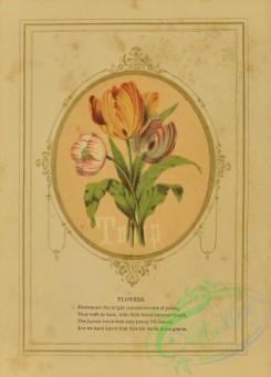 flowers-35990 - 001-Tulip