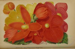 flowers-36066 - 007-Tuberous Begonia