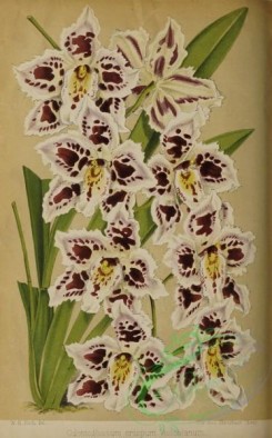 flowers-36073 - 023-odontoglossum crispum veitchianum