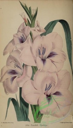 flowers-36079 - 008-Gladiolus