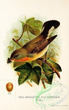 flycatchers-00029 - Red-breasted Flycatcher