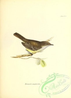 flycatchers-00101 - Large-billed Flycatcher, tyrannula magnirostris