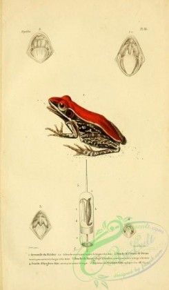 frogs-00004 - grenouille du malabar