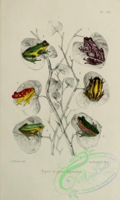 frogs-00033 - hyperolius, 2