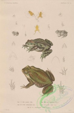 frogs-00039 - 002