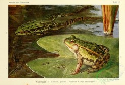 frogs-00065 - rana esculenta