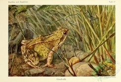 frogs-00066 - rana temporaria