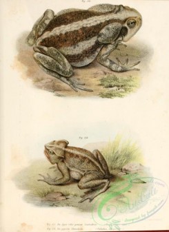 frogs-00073 - docidophryne agva, otilophus marguritifer