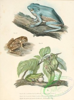 frogs-00078 - phyllomedusa bicolor, trachycephalus occipitalis, dendrohyas viridis