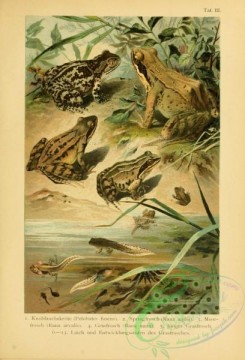 frogs-00083 - pelobates fuscus, rana agilis, rana arvalis, rana muta