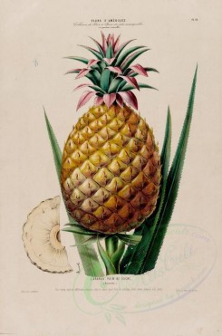 fruits-00897 - Pineapple [4223x6388]