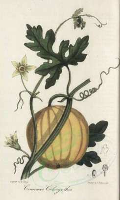 fruits-00950 - cucumis colocynthus [1867x3103]