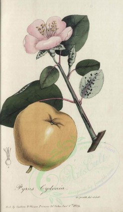 fruits-00951 - pyrus cydonia [1829x3145]