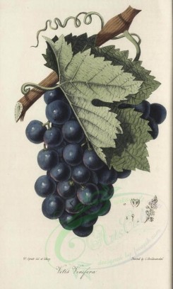fruits-00952 - vitis vinifera [1840x3065]