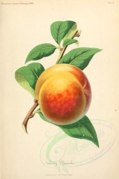 fruits-01276 - Salway Peach [1941x2903]