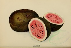 fruits-01858 - Watermelon [4651x3150]