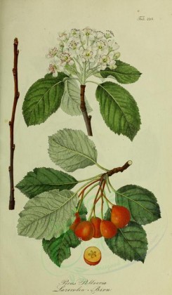fruits-01984 - pyrus pollveria [2700x4625]