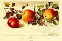 fruits-02266 - Apple [5086x3401]