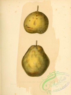 fruits-03167 - Autumn Bergamot Pear, Swang Orange Pear [2451x3255]