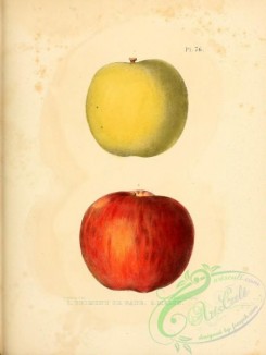 fruits-03171 - Belmont or Gate Apple, Melon Apple [2451x3255]