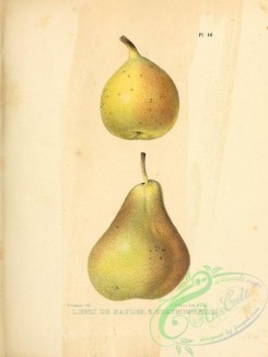 fruits-03175 - Bezi de Naples Pear, Chaumontelle Pear [2451x3255]