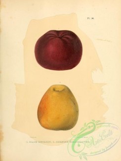 fruits-03176 - Black Detroit Apple, Cornish Gilliflower Apple [2451x3255]