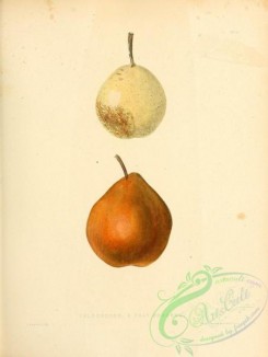 fruits-03178 - Bloodgood Pear, Gray Dogenne Pear [2451x3255]